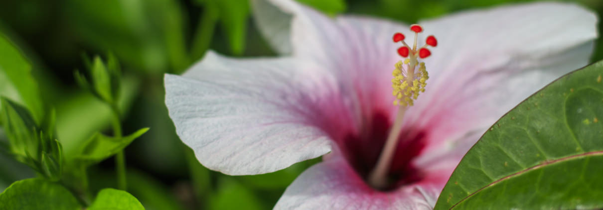detail of pink hibiscus flower