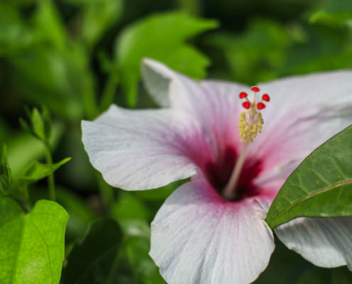 detail of pink hibiscus flower