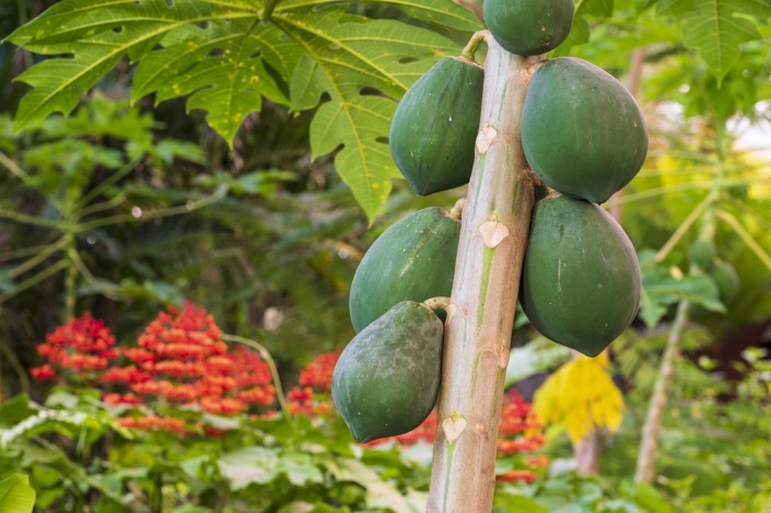 Close up of papaya fruits growing on tree