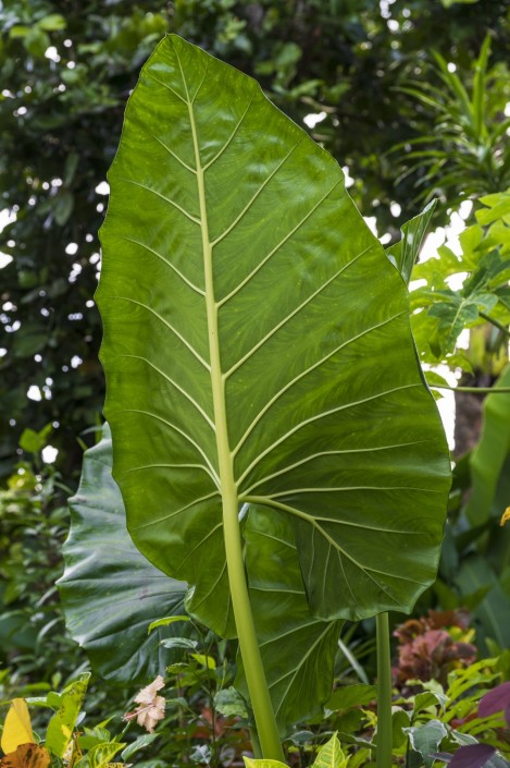 Large Elephant Plant leaf
