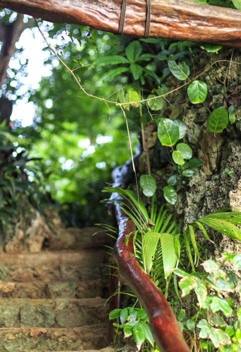 Rugged stone stairway surrounded by tropical foliage and vines
