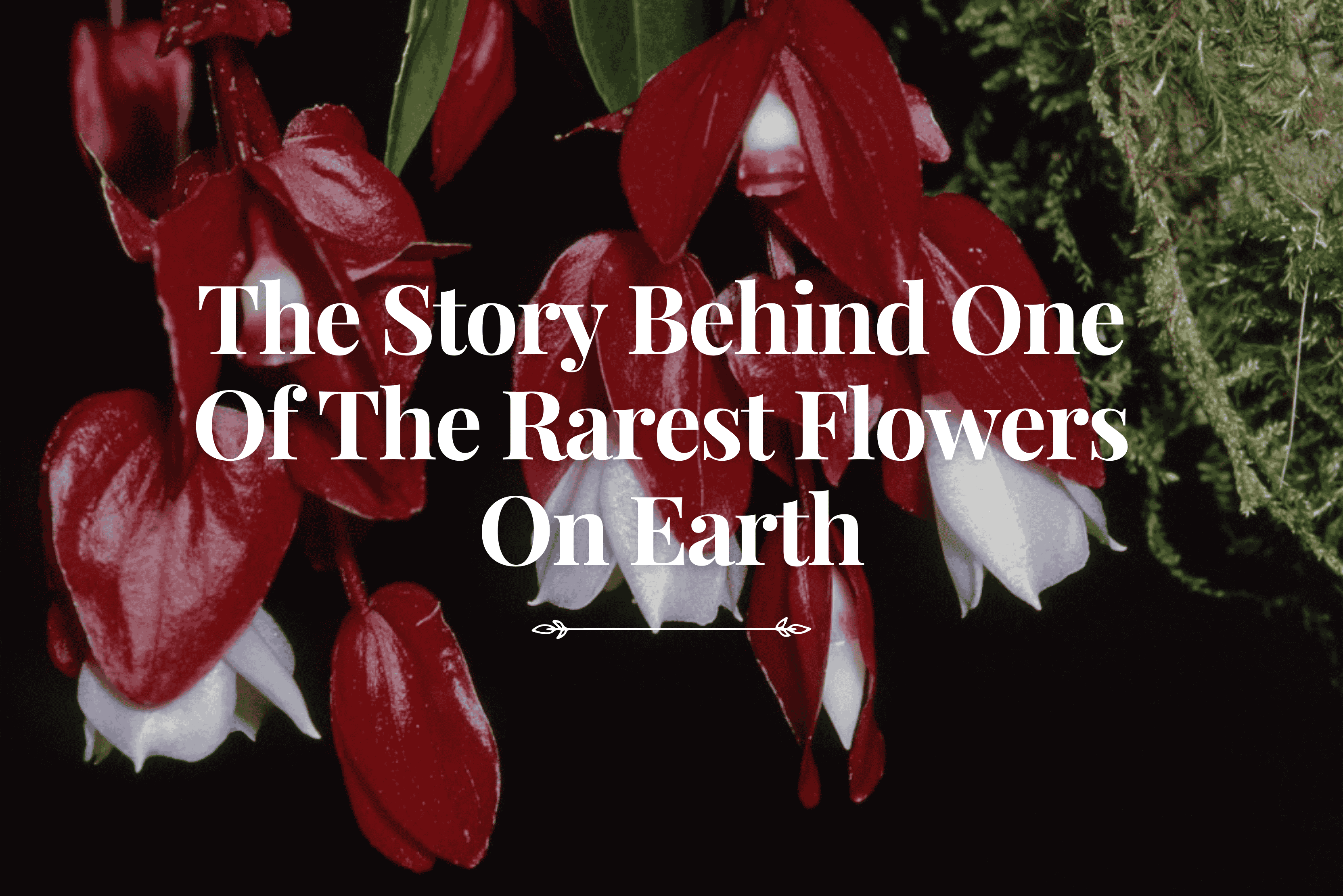 The Story Behind One Of The Rarest Flowers On Earth - Savasi Island Resort